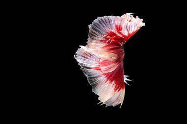 Siyam dövüşen balıkları siyah arka planda izole edilmiş. Balık üç renk. Siyah izole. Metin için boşluk.