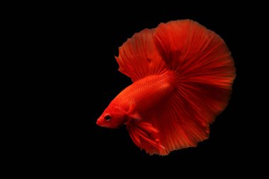 Süper kırmızı betta balığı. Siyam dövüşen balıkları siyah arka planda izole edilmiş. Tayland.