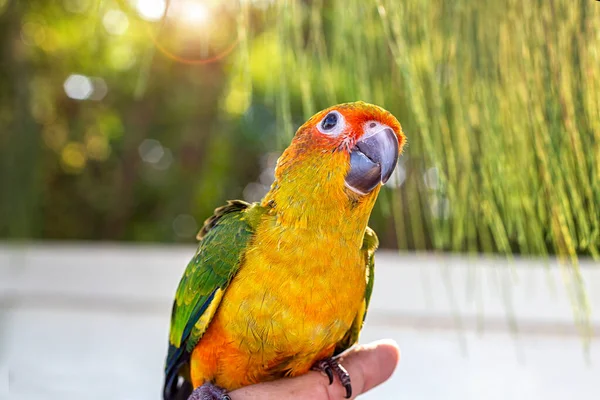 Lindos Pássaros Nos Dedos Papagaio Dedo Papagaio Sol Conure Mão — Fotografia de Stock