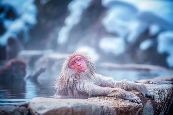 旅游亚洲 满脸通红的猴子在冬季 你可以看到猴子泡在一个温泉里 在花椰枣是很受欢迎的温泉 雪猴在日本泡 — 图库照片