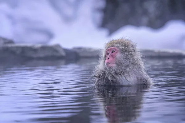 Viaggia Asia Scimmia Dalle Guance Rosse Destinazioni Turistiche Popolari Giappone — Foto Stock