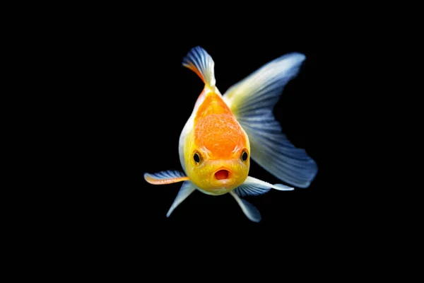 Goldfish Isolated Black Background Goldenfish Isolated Black Background Thailand — Stock Photo, Image