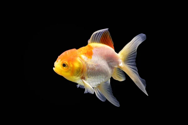 Zdjęcie Złotej Rybki Złota Rybka Odizolowana Czarnym Tle Goldenfish Izolowane — Zdjęcie stockowe