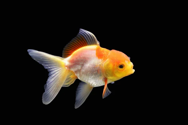 Goldfish Isolated Black Background Goldenfish Isolated Black Background Thailand — Stock Photo, Image