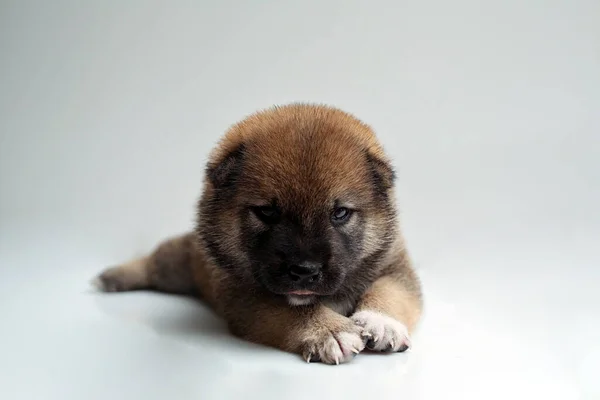 新生芝犬の子犬のクローズアップ 日本の柴犬 美しい柴犬の子犬の色茶色 19日前 白い背景に子犬 テキストのためのスペース 黒の背景に隔離された犬 — ストック写真