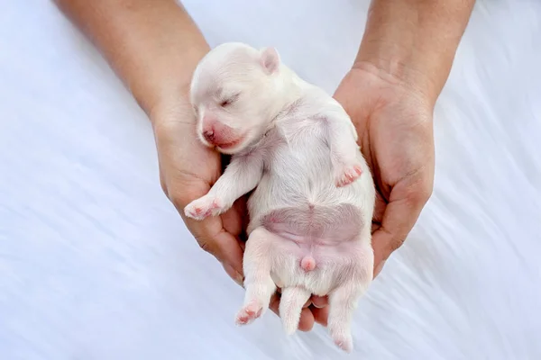 Aproape Cățeluș Maltez Nou Născut Câine Maltez Culoarea Frumoasă Câinelui — Fotografie, imagine de stoc