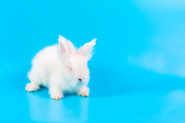 Fijne Paasdag Wit Konijn Blauwe Achtergrond Schattig Wit Baby Bunny — Stockfoto