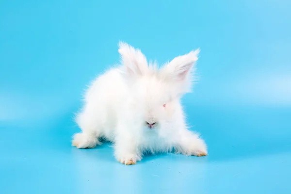 Fijne Paasdag Wit Konijn Blauwe Achtergrond Schattig Wit Baby Bunny — Stockfoto