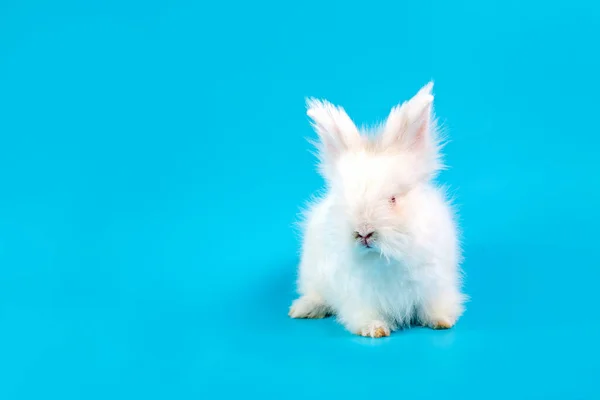 Fijne Paasdag Wit Konijn Blauwe Achtergrond Schattig Wit Baby Bunny — Stockfoto