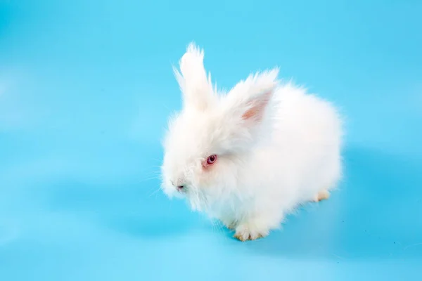 Fijne Paasdag Wit Konijn Blauwe Achtergrond Schattig Wit Baby Bunny — Stockfoto