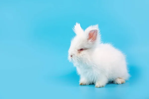 Fijne Paasdag Wit Konijn Blauwe Achtergrond Schattig Wit Baby Bunny — Stockfoto