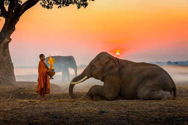 Elefante Fez Mérito Uma Tigela Monge Céu Pôr Sol Fundo — Fotografia de Stock