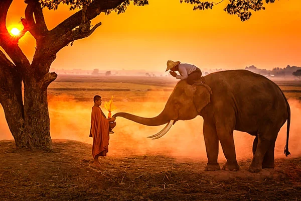 Tajlandczycy Słoń Wspólnie Dają Jałmużnę Mnichowi — Zdjęcie stockowe