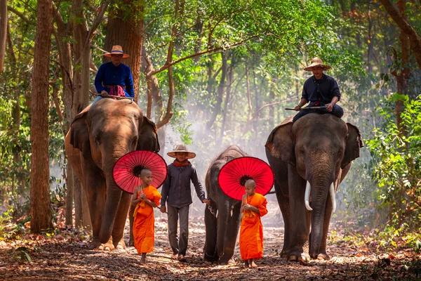 Elefántok Emberek Vad Erdőben Thaiföld — Stock Fotó