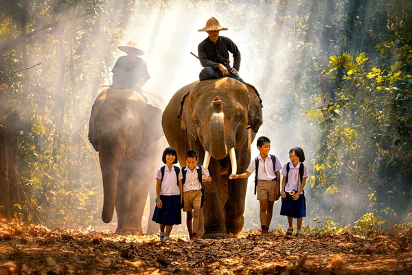 Mahout Egyenruhás Gyerekek Elefántokat Nevelnek Erdőben Tha Tum Kerületben Surinban — Stock Fotó