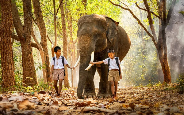 Mahout Nowej Generacji Mały Azjata Mundurze Wychowuje Słonie Chodniku Lesie — Zdjęcie stockowe