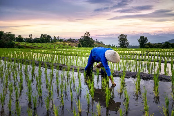 Agricultores Cultivando Terrazas Arroz Ban Bong Piang Región Norte Distrito — Foto de Stock