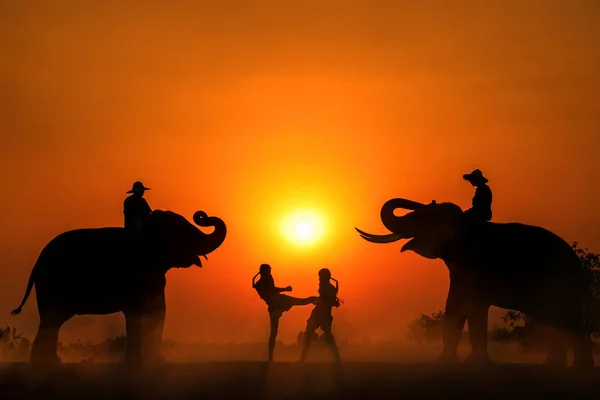 Silhouettes Muay Thai Boxers Elephants Sunset Light Krapho Tha Tum — Zdjęcie stockowe