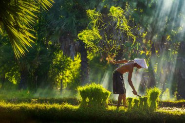 Çiftçi pirinç tarlası yapmak için pirinç bitkisinin tepesini kesiyor. Tayland 'ın pirinç tarlalarında yürüyen Güneydoğu Asyalıların yaşam tarzı. Pirinç tarlalarında çok çalışmak.