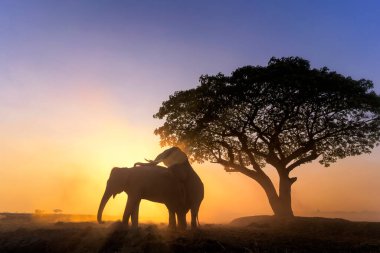 Elephants are breeding. Chang has sex. A big penis of asian elephant in nature. Silhouette elephant on the background of sunset. The elephant walking on a rice field in the morning. 