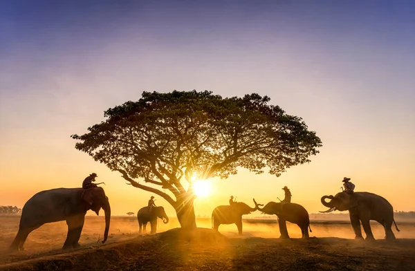 Słonie Przyrodzie Podczas Wschodu Słońca Sylwetki Ludzi Zachodzie Słońca Niebo — Zdjęcie stockowe