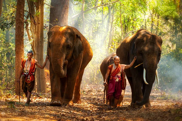 Elefantes Povo Tailândia Tailândia — Fotografia de Stock