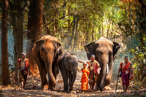 Retrato Elephant Mahout Pueblo Kuy Kui Tailandia Fabricación Ritual Elefantes —  Fotos de Stock