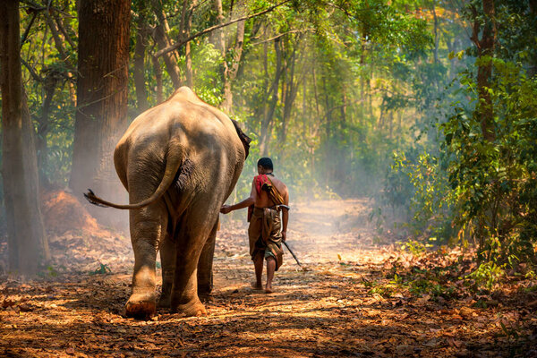 Elephant mahout portrait. The mahout and the elephant at surin, An old man carrying an elephant in the forest. Surin, Thailand.