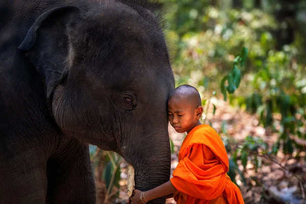 Novices Moines Éléphants Novice Thai Debout Grand Éléphant Avec Fond — Photo