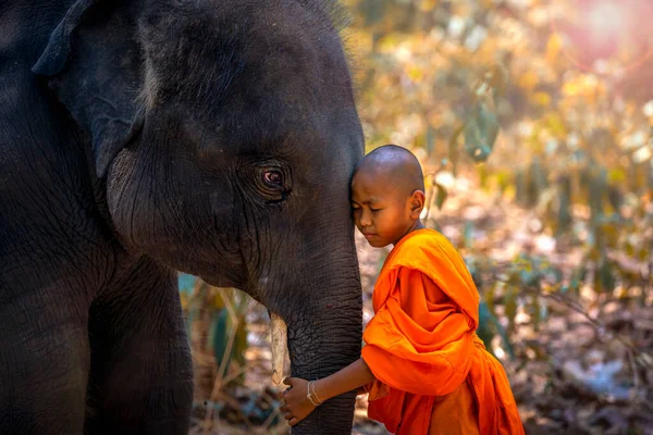 Niño Monje Elefantes Tha Tum District Surin Tailandia —  Fotos de Stock