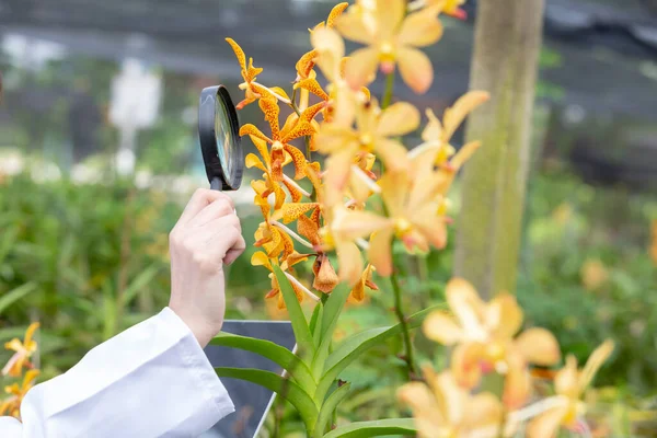 Вчені Тримають Блискітки Щасливі Успіхом Дослідник Ботанічної Дослідницької Орхідеї Сорочці — стокове фото