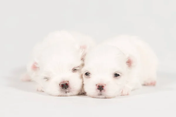 Close-up of a Newborn Maltese dog. Beautiful dog color white. baby dog on Furry carpet. Maltese puppy Sleeping on a carpet. Selective focus.