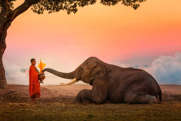 Elefanten Gjorde Förtjänst Munkskål Thailändare Och Elefanter Ger Munkar Allmosor — Stockfoto