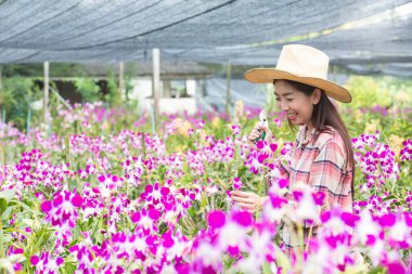 Asyalı çiftçiler orkide ekiyor. Bahçıvan Asyalı kadın. Orkide bahçesinde orkide kesmek.