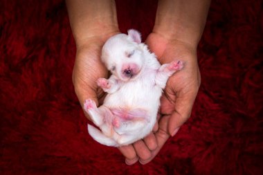 Yeni doğmuş bir Malta köpeğinin yakın çekimi. Maltese köpeği Terrier. Güzel Maltalı bebek 7 günlük. Yavru köpek hazır. Eldeki köpek kalp şeklini oluşturuyor. Kırmızı halı arka planında el..
