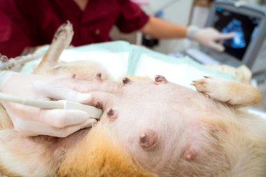 Veterinerlik konsepti. Veteriner elbisesi ultrason yapıyor. Köpeğin içindeki köpek yavrusuna bak. Veteriner ultrason yapıp hayvanların sağlığını analiz ediyor..