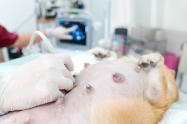 Veteriner. Veterinerin eli ultrason yapıyor. Uyuyan köpek. Veteriner ultrason yapıp hayvanların sağlığını analiz ediyor. Ultrasonla köpek yavrusu izlemek..