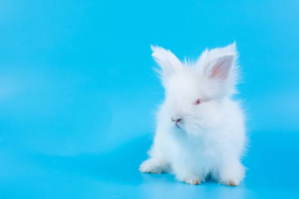 Happy Easter Day. White rabbit on blue background. Cute White baby bunny on blue background.