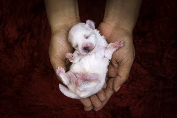 Nærbillede Nyfødt Maltesisk Hvalp Maltesisk Hund Terrier Smukke Maltesiske Baby - Stock-foto