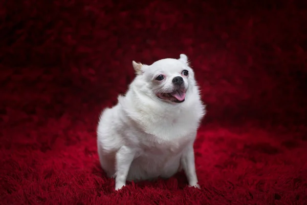 Big Fat Chihuahua Dog Sitting Red Carpet — Stock Photo, Image