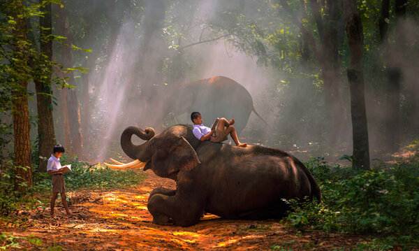 pupils reading books with elephants in forest