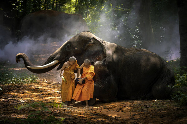 two monks and elephants, Tha Tum District, Surin, Thailand