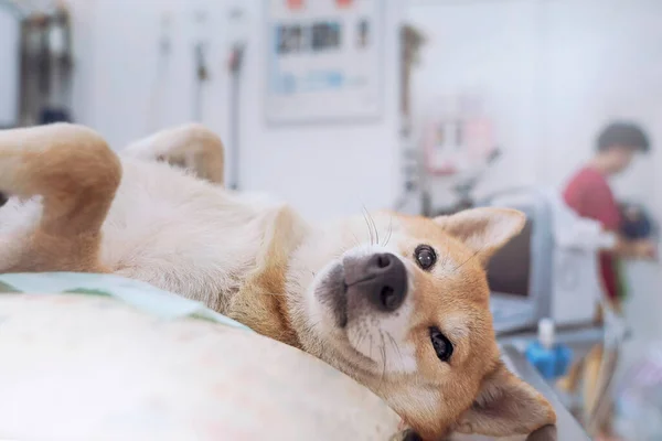 Veterinerlik konsepti. Shiba Inu köpeği ultrason muayene odasında doktoru bekliyor. Veteriner ultrason yapıp hayvanların sağlığını analiz ediyor..