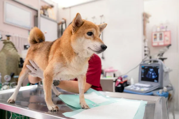 獣医学の概念 超音波検査室で柴犬が医者を待っている 医者は柴犬の子宮を調べている 超音波検査や分析を行う獣医師 — ストック写真