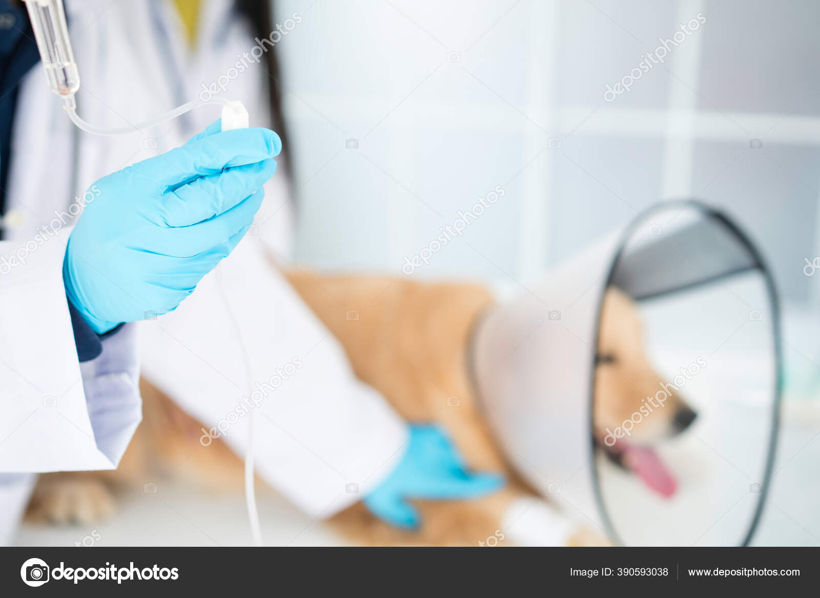 Saline Bottle Hospital Tubing Vet Giving Dog Saline Solution Veterinary