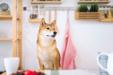 Shiba Inu dogs are waiting for food on the dining table in a Japanese kitchen. Japanese dog sitting on a chair at the table and begging for food. clipart