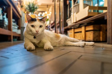 Taipei 'de siyah beyaz kedi tombul. Eski köydeki kedi. Tayvan, Houtong Kedi Köyü 'nde sevimli bir kedi..