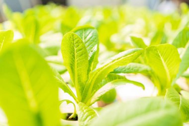 Salata yetiştiriyorum. Konteynırda salata yetiştiriyorum. Sebze bahçesi. Hidrofonik sebze salata çiftliği.