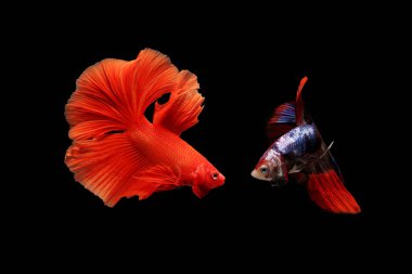 Siyam dövüşen balıkları siyah arka planda izole edilmiş. Balık üç renk. Siyah arka planda Betta Fish. Siyah izole. Metin için boşluk.