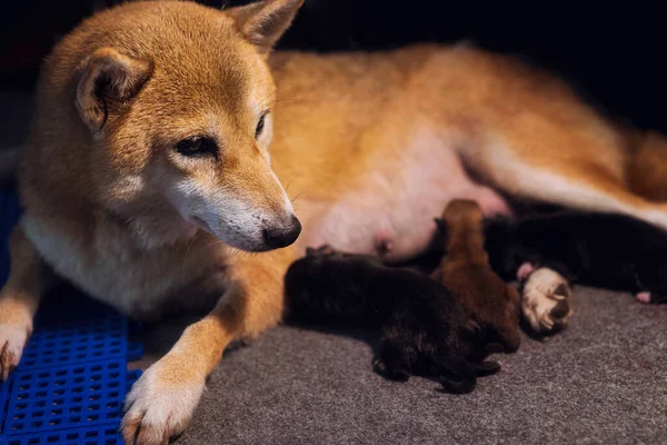 Chien Mère Shiba Inu Élevant Actuellement Nouveau Bébé Chiots Japonais — Photo